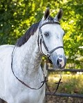 QHP Ceto Bitless Bridle