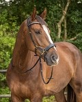 QHP Anatomical Bitless Bridle